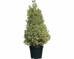 Japanischer Spindelstrauch FloraSelf Euonymus Japonicus 'Bravo' H 150 Cm Co 45 L