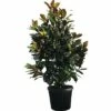 Immergrüne Magnolie FloraSelf Magnolia Grandiflora 'Galissoniere' H 200-230 Cm Co 70 L -Hornbach Gartenmarkt DV 8 6548404 01 4c DE 20180222185948