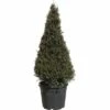 Eibe FloraSelf Taxus Baccata H 100-120 Cm Co 30 L 2 Eibe FloraSelf Taxus Baccata H 100-120 Cm Co 30 L -Hornbach Gartenmarkt DV 8 6548420 01 4c DE 20180310102507