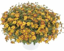 Zweizahn FloraSelf Bidens Ferulifolia 'Blazing Fire' Ø 12 Cm Topf