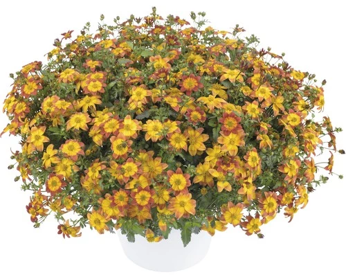 Zweizahn FloraSelf Bidens Ferulifolia 'Blazing Fire' Ø 12 Cm Topf 3 Zweizahn FloraSelf Bidens Ferulifolia 'Blazing Fire' Ø 12 Cm Topf