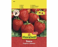 Erdbeere 'Fresca' FloraSelfSelect Samenfestes Saatgut Gemüsesamen