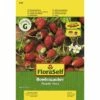 Erdbeere 'Bowlenz' FloraSelf Samenfestes Saatgut Gemüsesamen -Hornbach Gartenmarkt DV 8 6568208 03 4c DE 20180111183250