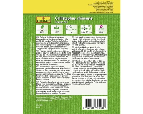 Pompon-Aster FloraSelf Samenfestes Saatgut Blumensamen 4 Pompon-Aster FloraSelf Samenfestes Saatgut Blumensamen – Bild 2