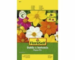 Dahlie 'Mignon' FloraSelf Samenfestes Saatgut Blumensamen