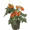 Snack-Kirschtomate FloraSelf Solanum Lycopersicum Ø 14 Cm Topf -Hornbach Gartenmarkt DV 8 6573481 01 4c DE 20171216120522