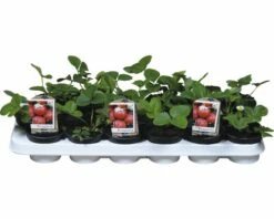 Erdbeere FloraSelf Fragaria X Ananassax 'Honeoye' Ø 9 Cm Topf