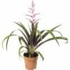 Tillandie, Luftnelke FloraSelf Tillandsia Hybride 'Andreas' H 45-55 Cm Ø 12 Cm Topf -Hornbach Gartenmarkt DV 8 6601242 01 4c DE 20180123111110