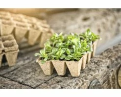 Anzuchttöpfe FloraSelf 4x4x5 Cm 8 Pflanzplatten X 6 Pflanzmöglichkeiten = 48 Anzuchttöpfe -Hornbach Gartenmarkt DV 8 6623219 03 4c AT 20180308205446