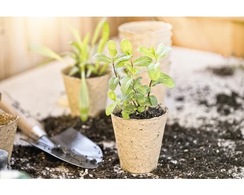 Anzuchttöpfe FloraSelf Ø 6 H 6 Cm 24 Stk 4 Anzuchttöpfe FloraSelf Ø 6 H 6 Cm 24 Stk – Bild 2