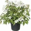 Japanischer Schneeball FloraSelf Viburnum Plicatum 'Summer Snowflake' H 30-40 Cm Co 5 L