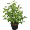 Japanischer Schneeball FloraSelf Viburnum Plicatum 'Mariesii' H 40-60 Cm Co 5 L 2 Japanischer Schneeball FloraSelf Viburnum Plicatum 'Mariesii' H 40-60 Cm Co 5 L -Hornbach Gartenmarkt DV 8 6625347 02 4c DE 20180120065302