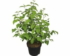 Japanischer Schneeball FloraSelf Viburnum Plicatum 'Mariesii' H 40-60 Cm Co 5 L