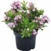Weigelie FloraSelf Weigela Florida 'Pink Poppet' H 40-50 Cm Co 5 L -Hornbach Gartenmarkt DV 8 6625348 02 4c DE 20180120065342