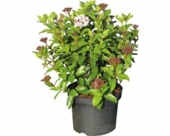Mittelmeer Schneeball FloraSelf Viburnum Tinus 'Lisarose' H 40-50 Cm Co 5 L -Hornbach Gartenmarkt DV 8 6625349 02 4c DE 20200305134659
