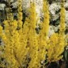 Goldglöckchen, Forsythie FloraSelf Forsythia Intermedia 'Mikador' H 80-100 Cm Co 10 L -Hornbach Gartenmarkt DV 8 6625350 02 4c DE 20210127141758 1