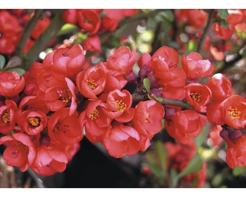 Zierquitte FloraSelf Chaenomeles Superba 'Pink Lady' H 50-60 Cm Co 5 L 1 Stk. 4 Zierquitte FloraSelf Chaenomeles Superba 'Pink Lady' H 50-60 Cm Co 5 L 1 Stk. – Bild 2