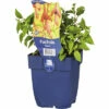 Freilandfuchsie FloraSelf Fuchsia Magellanica 'David' H 5-80 Cm Co 0,5 L -Hornbach Gartenmarkt DV 8 6627636 01 4c DE 20230315221655
