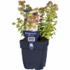 Hopfen-Dost FloraSelf Origanum-Cultivars 'Dingle Fairy' H 5-30 Cm Co 0,5 L 1 Hopfen-Dost FloraSelf Origanum-Cultivars 'Dingle Fairy' H 5-30 Cm Co 0,5 L -Hornbach Gartenmarkt DV 8 6627644 01 4c DE 20220402214656