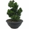 Kleine Muschelzypresse FloraSelf Chamaecyparis Obtusa 'Nana Gracilis' H 25-30 Cm Co 6 L -Hornbach Gartenmarkt DV 8 6641245 01 4c DE 20190130092340