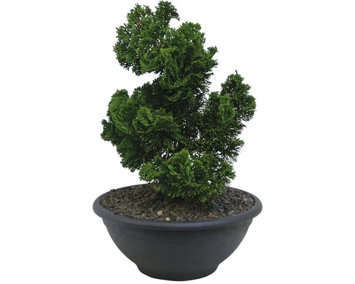 Kleine Muschelzypresse FloraSelf Chamaecyparis Obtusa 'Nana Gracilis' H 25-30 Cm Co 6 L 3 Kleine Muschelzypresse FloraSelf Chamaecyparis Obtusa 'Nana Gracilis' H 25-30 Cm Co 6 L