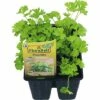 Petersilie FloraSelf Bio Petroselinum Crispum 'Mooskrause' Ø 4 Cm Topf 1 Petersilie FloraSelf Bio Petroselinum Crispum 'Mooskrause' Ø 4 Cm Topf -Hornbach Gartenmarkt DV 8 6645659 01 4c DE 20190425101757