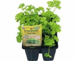 Petersilie FloraSelf Bio Petroselinum Crispum 'Mooskrause' Ø 4 Cm Topf