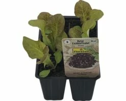 Eichblattsalat FloraSelf Bio Letuca Sativa 'Pasha' Ø 6 Cm Topf 6 Stk
