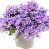 Glockenblume FloraSelf Campanula Portenschlagiana 'Lavender' Ø 20 Cm Topf -Hornbach Gartenmarkt DV 8 6698211 01 4c DE 20180323081700