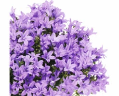 Glockenblume FloraSelf Campanula Portenschlagiana 'Lavender' Ø 20 Cm Topf -Hornbach Gartenmarkt DV 8 6698211 02 4c RO 20210610094755