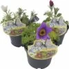 Küchenschelle ROCKCollection FloraSelf Pulsatilla Vulgaris H 10-20 Cm Ø 13 Cm Topf -Hornbach Gartenmarkt DV 8 6716745 01 4c DE 20180412220831