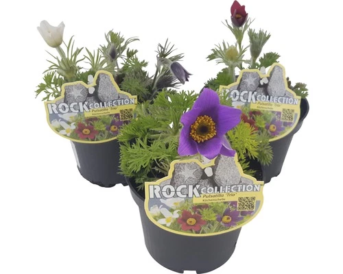 Küchenschelle ROCKCollection FloraSelf Pulsatilla Vulgaris H 10-20 Cm Ø 13 Cm Topf 3 Küchenschelle ROCKCollection FloraSelf Pulsatilla Vulgaris H 10-20 Cm Ø 13 Cm Topf