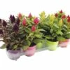 Celosie FloraSelf Celosia-Cultivars 'Kelos' Ø 12 Cm Zufällige Sortenauswahl -Hornbach Gartenmarkt DV 8 6726870 01 4c DE 20180505083048