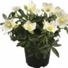 Christrose FloraSelf Helleborus Niger 'Little Darling' Ø 13 Cm Topf -Hornbach Gartenmarkt DV 8 6726874 01 4c DE 20180528182604