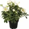 Christrose FloraSelf Helleborus Niger 'Christmas Darling' Ø 17 Cm Topf