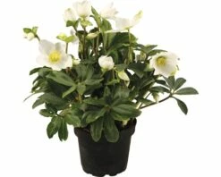 Christrose FloraSelf Helleborus Niger 'Christmas Darling' Ø 17 Cm Topf
