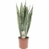 Bogenhanf FloraSelf Sansevieria Trifasciata 'Zeylanica' H Ca. 20 Cm Ø 12/13 Cm Topf 1 Bogenhanf FloraSelf Sansevieria Trifasciata 'Zeylanica' H Ca. 20 Cm Ø 12/13 Cm Topf -Hornbach Gartenmarkt DV 8 6736251 01 4c DE 20211004111659