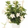 Trichterblüte FloraSelf Dipladenia Mandevilla-Cultivars 'Summer Bell Bright White' Ø 10,5 Cm Topf -Hornbach Gartenmarkt DV 8 6736474 01 4c DE 20180510195651