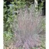 Blaugraues Präriegras FloraSelf Schizachyrium (Andropogon) Scoparium 'Blue Heaven' H 20-30 Cm Co 3 L