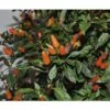 Chili FloraSelf Capsicum Frutescens 'Orange Thai' H 30-45 Cm Ø 17 Cm Topf -Hornbach Gartenmarkt DV 8 6773108 01 4c DE 20180623211658