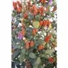 Chili FloraSelf Capsicum Frutescens 'Spicy Ania' H 30-45 Cm Ø 17 Cm Topf -Hornbach Gartenmarkt DV 8 6773109 01 4c DE 20200917090707