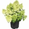 Rispenhortensie FloraSelf Hydrangea Paniculata 'Bobo'® H 50-60 Cm Co 6 L
