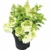 Rispenhortensie FloraSelf Hydrangea Paniculata 'Magical Mont Blanc' ® H 50-60 Cm Co 5 L
