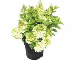 Rispenhortensie FloraSelf Hydrangea Paniculata 'Magical Mont Blanc' ® H 50-60 Cm Co 5 L