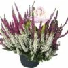 Besenheide, Heidekraut FloraSelf Calluna Vulgaris 'Beauty Ladies High Five' Ø 17 Cm Topf
