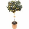 Kumquat-Stämmchen FloraSelf Citrus Japonica Ø 24 Cm Topf -Hornbach Gartenmarkt DV 8 6817460 01 4c DE 20180919171753