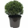 FloraSelf Bergilex Kugel Ilex Crenata 'Glory Gem' H 20-25 Cm Co 5 L -Hornbach Gartenmarkt DV 8 6825329 01 4c DE 20200406174659