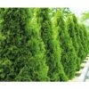 Lebensbaum FloraSelf Thuja Occidentalis 'Smaragd' H 80-100 Cm Co 7,5 L -Hornbach Gartenmarkt DV 8 6835289 01 4c DE 20210122181659