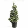 Stechpalme FloraSelf Ilex Mutchagara 'Nellie R.Stevens' H 100-120 Cm Co 25 L -Hornbach Gartenmarkt DV 8 6857809 01 4c CH 20181017124655