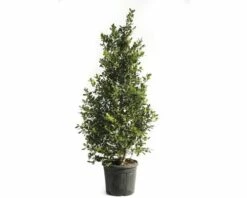 Stechpalme FloraSelf Ilex Mutchagara 'Nellie R.Stevens' H 175-200 Cm Co 55 L